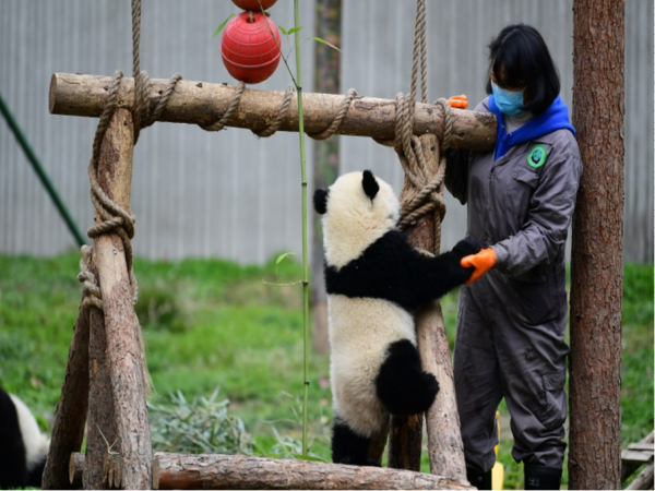 熊猫饲养员需要什么样的条件呢？