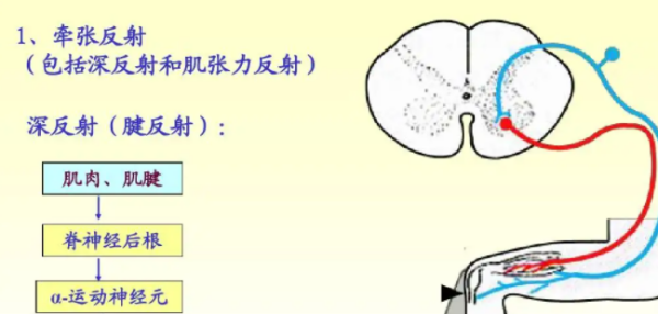 牵张反射名词解释是什么?