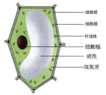 细胞的基本结构。