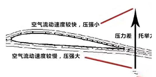 飞机是根据什么动物发明的