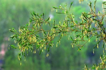 竹子开花和竹子死了有什么关系