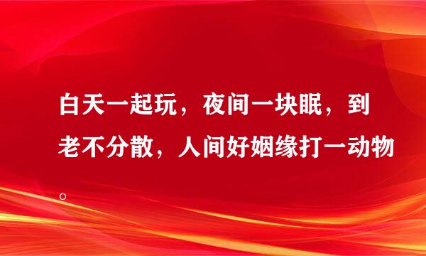 白天一起玩，夜间一块眠，到老不分散，人间好姻缘打一动物。