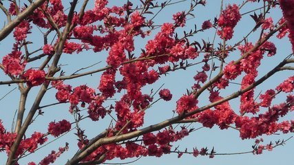 梅花什么时候开