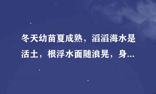 冬天幼苗夏成熟，滔滔海水是活土，根浮水面随浪晃，身潜水中漫起舞。(打一植物)