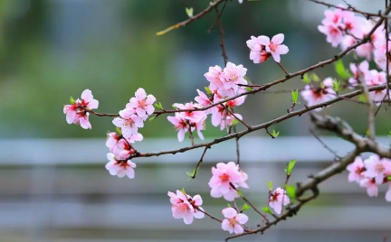 你像三月桃花开原唱