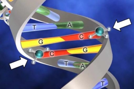 如何检来自测 DNA 甲基化？