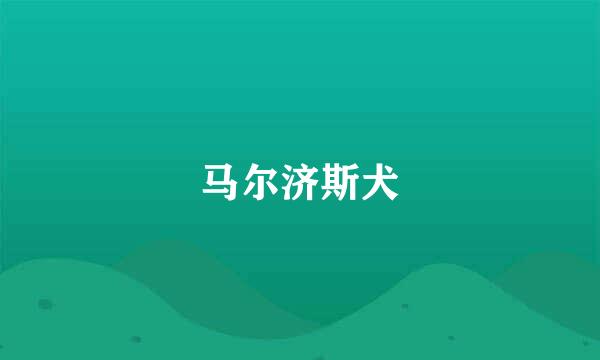 马尔济斯犬