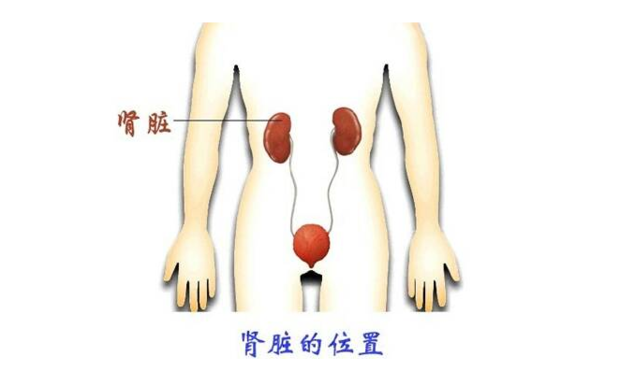 人的肾在什么位置图片