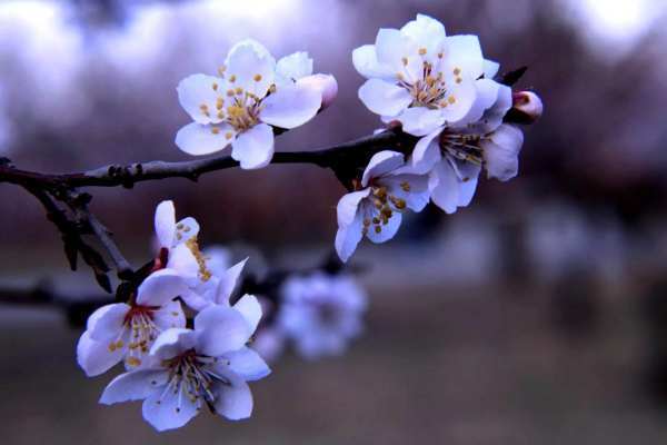 传说中的十二花神是哪些呢?