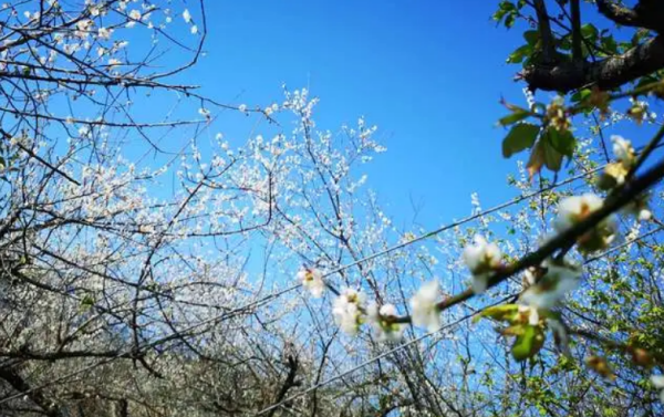 春风若有怜花意可否许我再少年意思