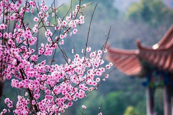 传说中的十二花神是哪些呢?