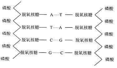 碱基互补配对原则的原则规律