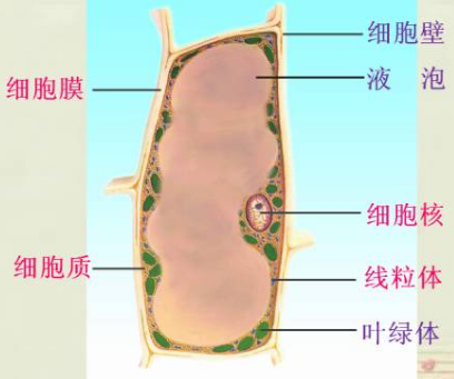 植物细胞结构图