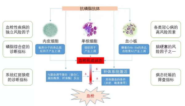 抗心磷脂抗体是什么?