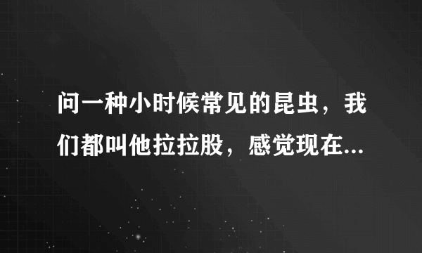 问一种小时候常见的昆虫，我们都叫他拉拉股，感觉现在已经见不到了。学名图片谢谢大家。。。