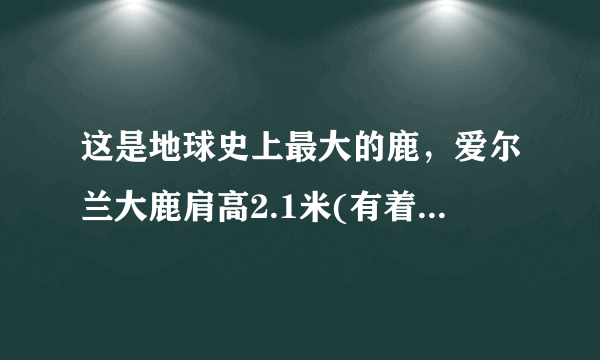 这是地球史上最大的鹿，爱尔兰大鹿肩高2.1米(有着爱尔兰麋鹿之称)