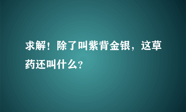 求解！除了叫紫背金银，这草药还叫什么？