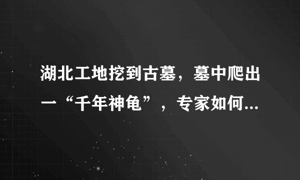 湖北工地挖到古墓，墓中爬出一“千年神龟”，专家如何解释的？