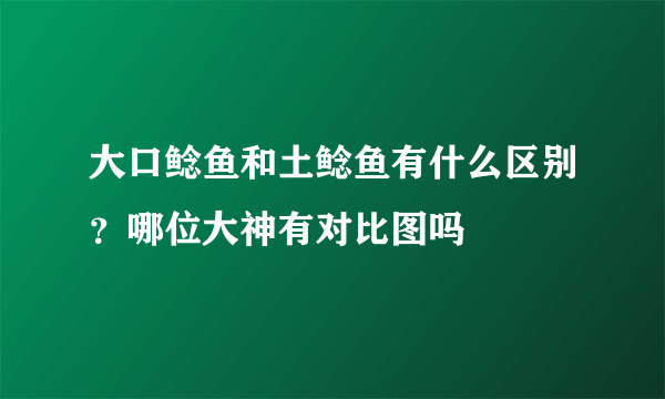 大口鲶鱼和土鲶鱼有什么区别？哪位大神有对比图吗