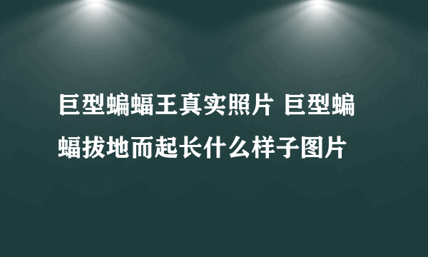 巨型蝙蝠王真实照片 巨型蝙蝠拔地而起长什么样子图片