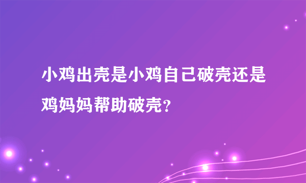 小鸡出壳是小鸡自己破壳还是鸡妈妈帮助破壳？